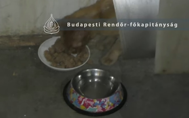 Magára hagyta állatait – a rendőrség nyomoz